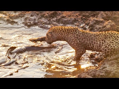 Устроивший рыбалку в грязной луже леопард удивил туристов (2 фото + 1 видео) . Чёрт побери