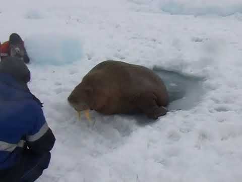 Ладушки с водолазом: нерпа вылезла из проруби, поигралась и отправилась восвояси (1 фото + 3 видео) . Чёрт побери