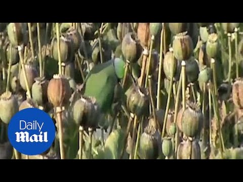 Попугаи пристрастились к опиуму и сеют хаос (2 фото + 1 видео) . Чёрт побери